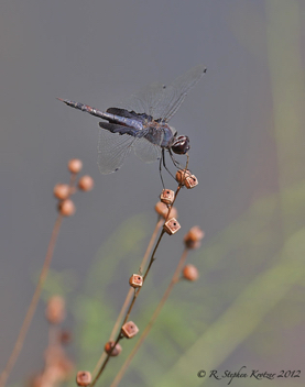 Tramea lacerata, male